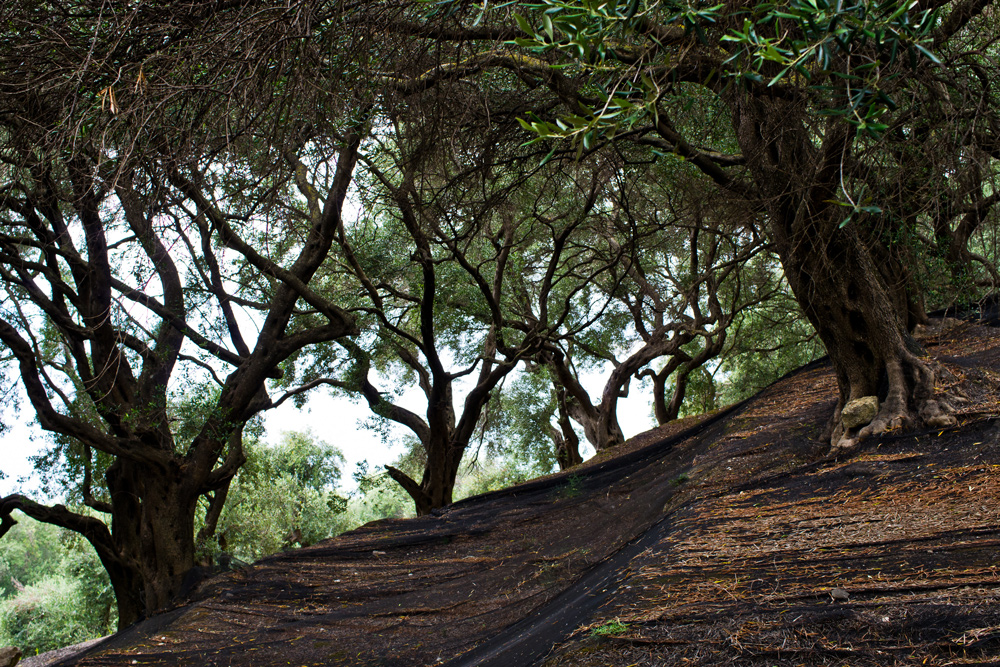 HARVESTING FOR OUR 1st BOTTLE OF “KING’S TASTE” ROYAL FROG EXTRA VIRGIN OLIVE OIL