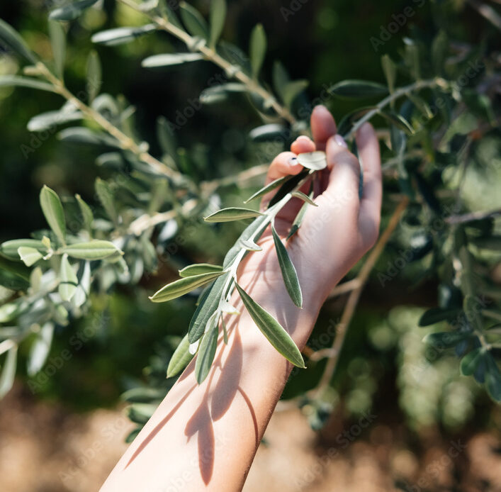 HARVESTING FOR OUR 1st BOTTLE OF “KING’S TASTE” ROYAL FROG EXTRA VIRGIN OLIVE OIL